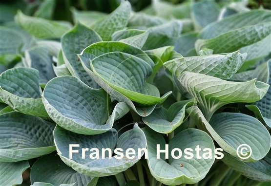 Hosta Nate the Great